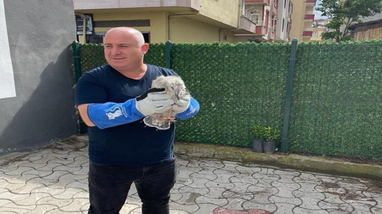 Çatıdan düşen yavru martıya vatandaşlardan şefkat eli