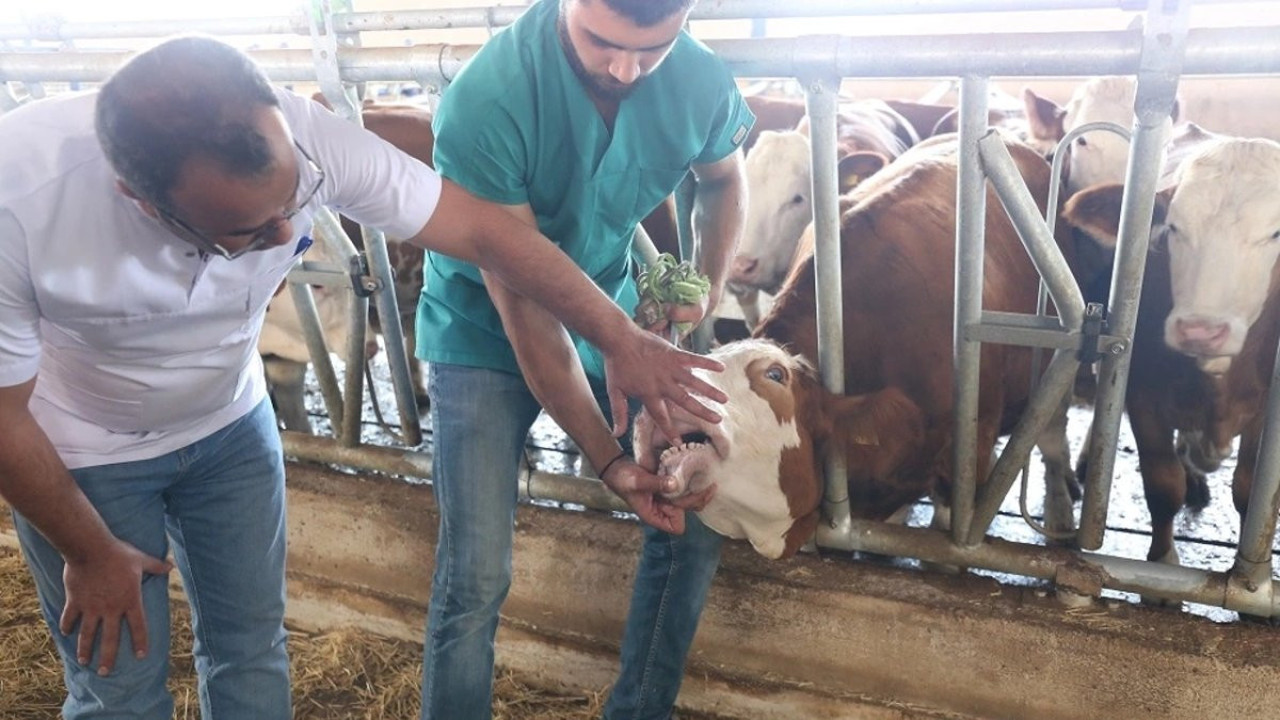 Ağızda salya olan kurbanlıklara dikkat. Uzmanı uyardı