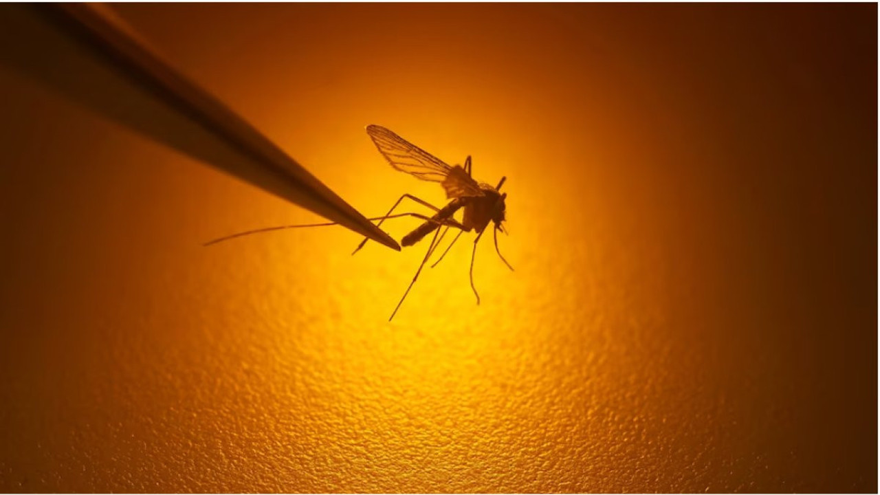 ABD'de 20 yıl aradan sonra ilk kez sıtma görüldü