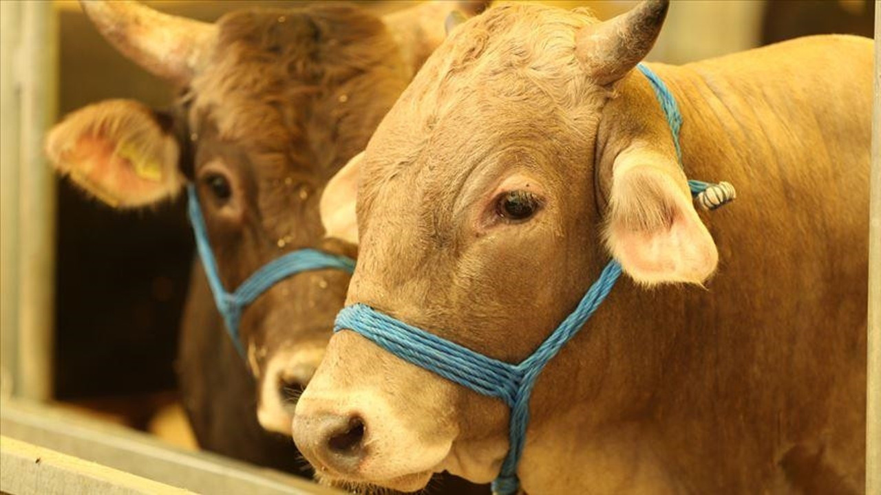 Acemi kasaplar dikkat: Bayramı acil serviste geçirmek istemiyorsanız sakın yapmayın