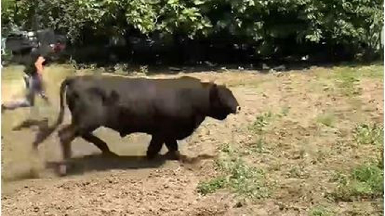 Azgın boğaya ortalığı birbirine kattı