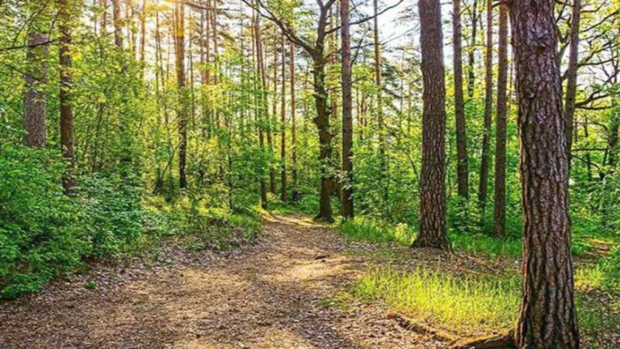 Valilik duyurdu! Bir ilde daha ormanlık alanlara girişler yasaklandı