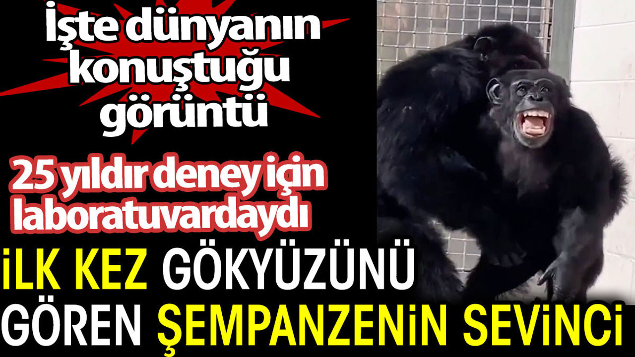 İlk kez gökyüzünü gören şempanzenin sevinci. İşte dünyanın konuştuğu görüntü