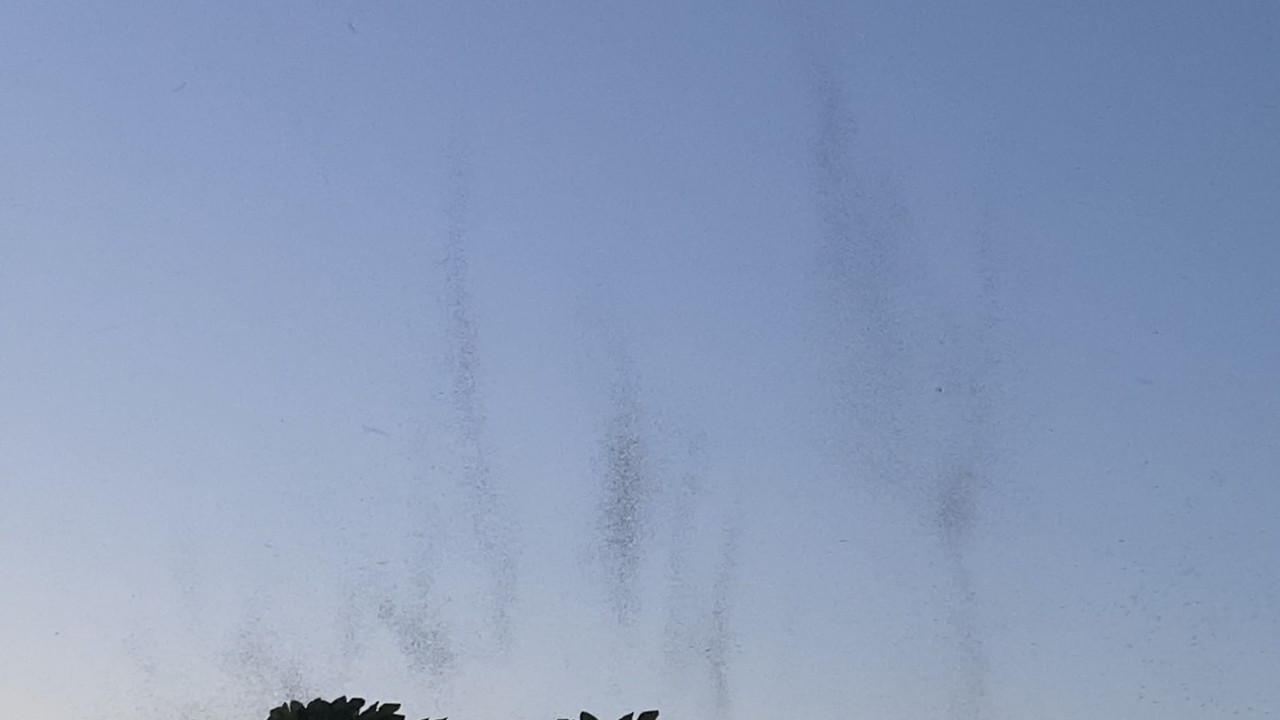 Sivrisinekler gökyüzünde hortum oluşturdu. AVM’yi de ele geçirdiler