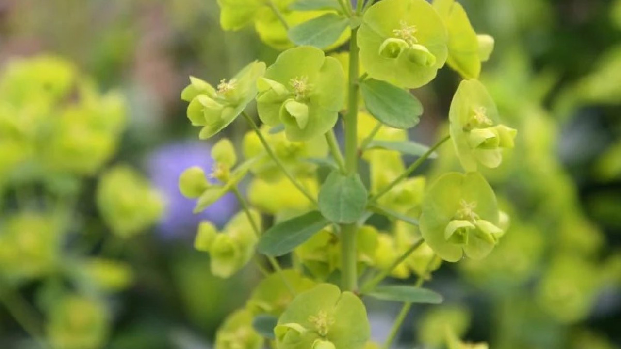 Kabızlığı kesen mucize ot