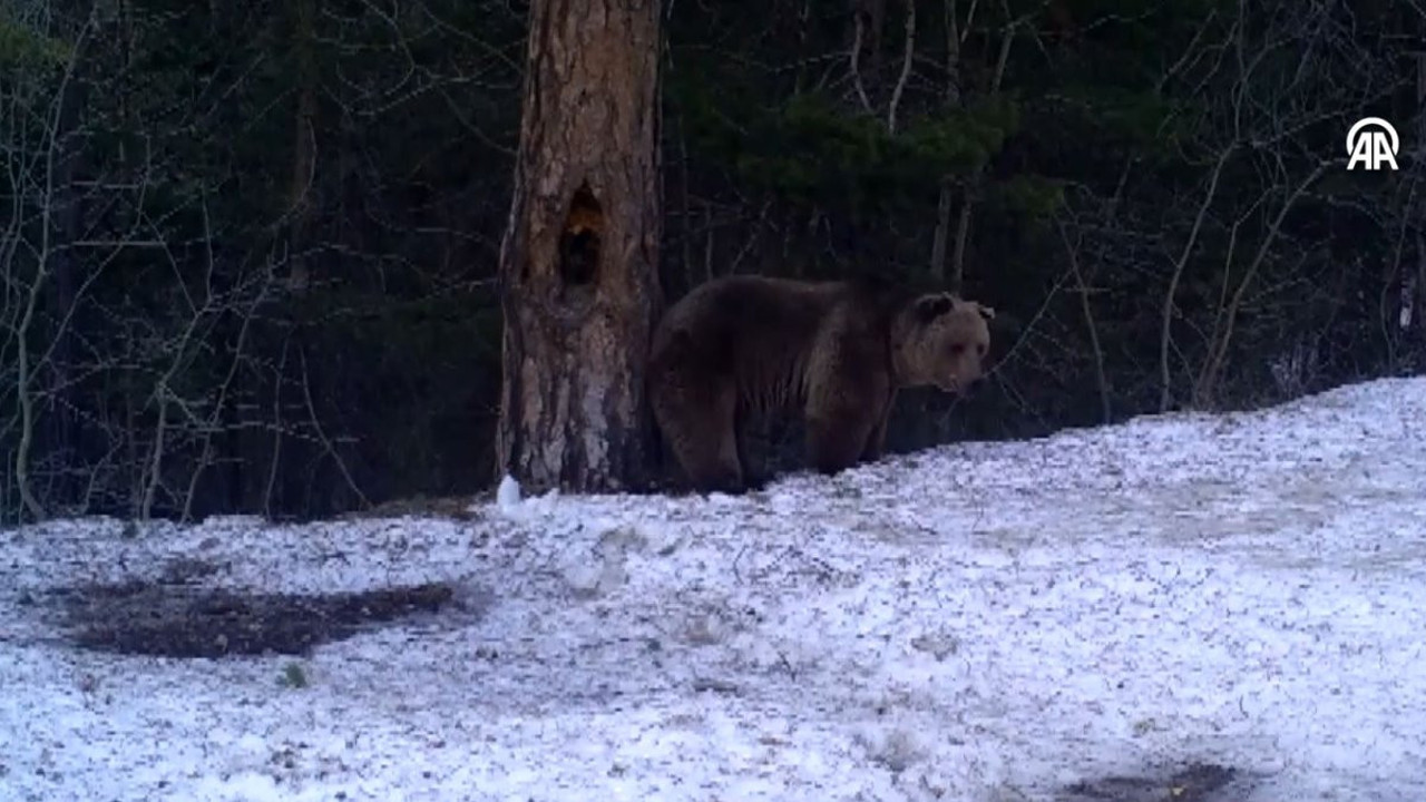Kars'ta bozayıların kaşındığı ağaçlar ve çevresinde kesim yapılmayacak