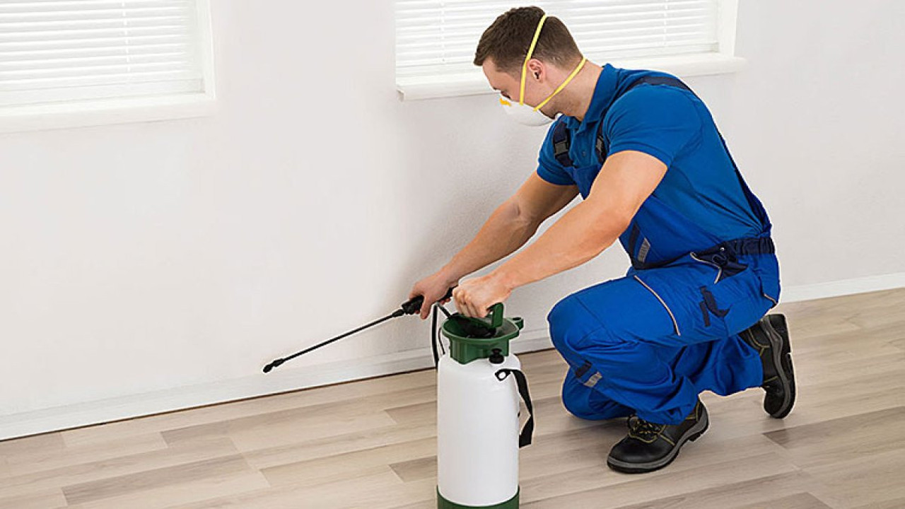 Hamam böcekleri nasıl yok edilir? Evdeki hamam böceklerini temizlemenin yolu var mı?