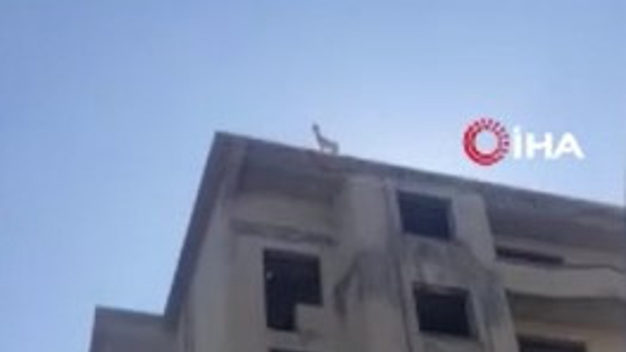 Sürüden ayrılan keçi 6 katlı binanın çatısına çıktı