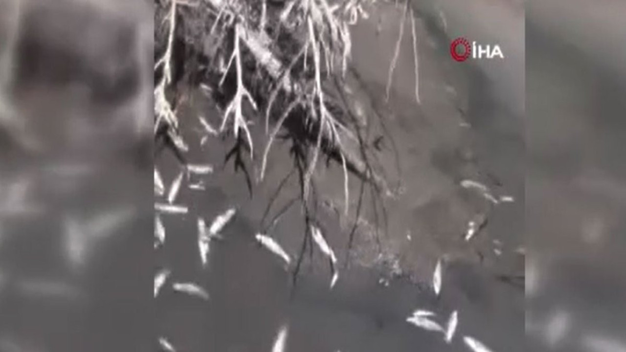 Toplu balık ölümleri vatandaşları endişelendirdi