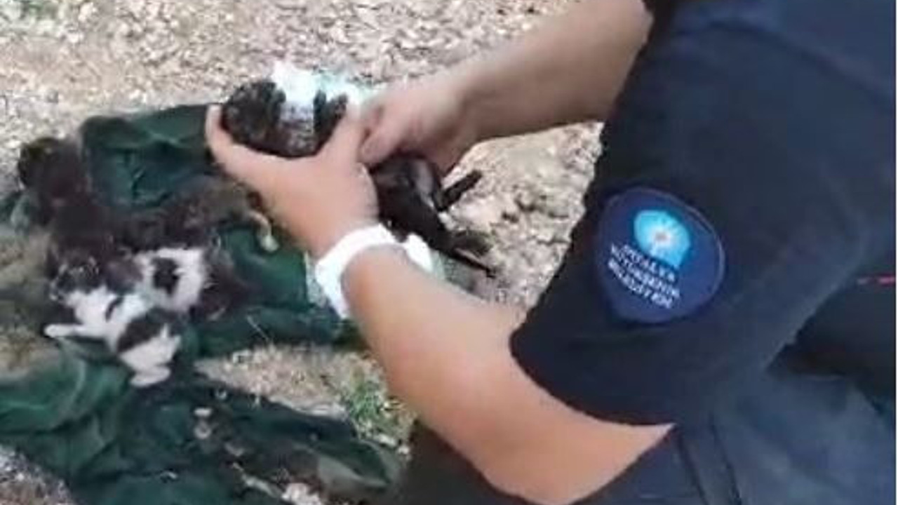 Yavru kediye kalp masajı ve suni teneffüs. Çıkan yangında dumandan etkilendi