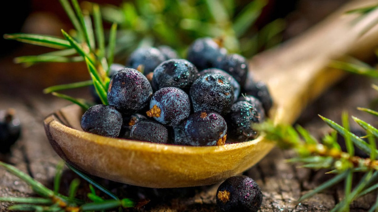 Ardıç çayı zayıflatır mı? Ardıç çayı nasıl yapılır?