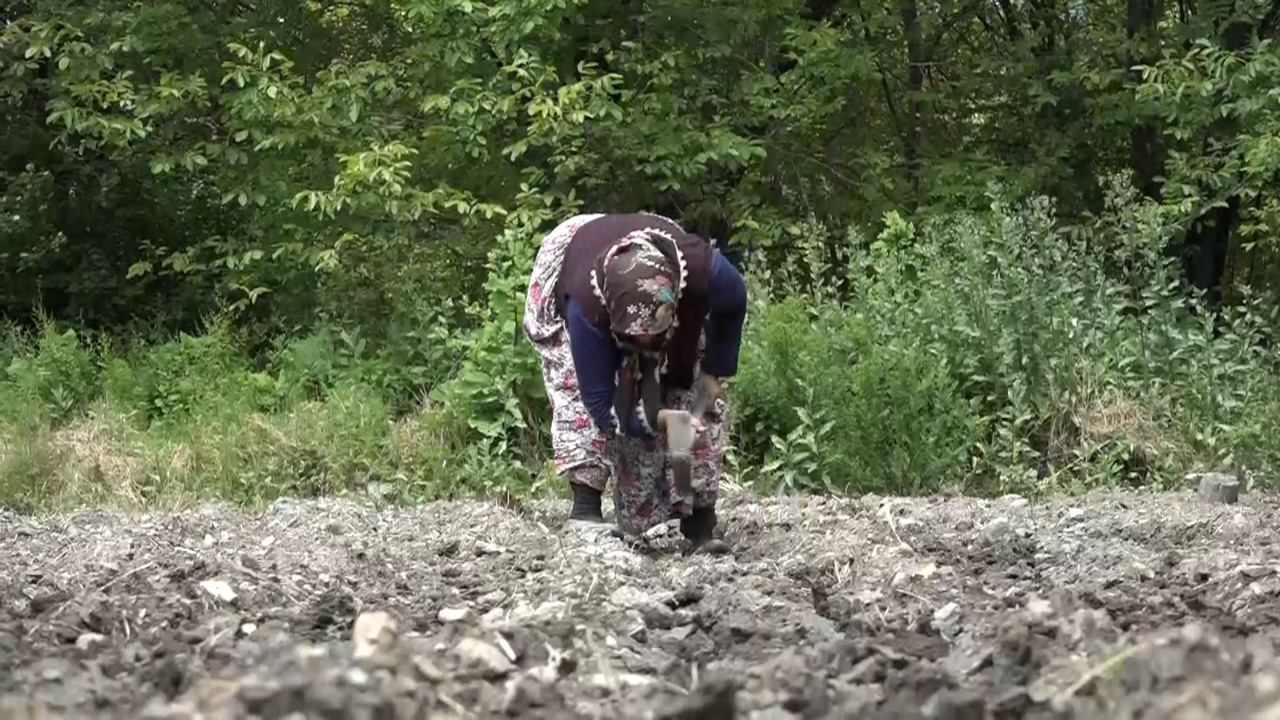 AKP'nin kalesinde çiftçi tarlasındaki mahsulünü toplamadı