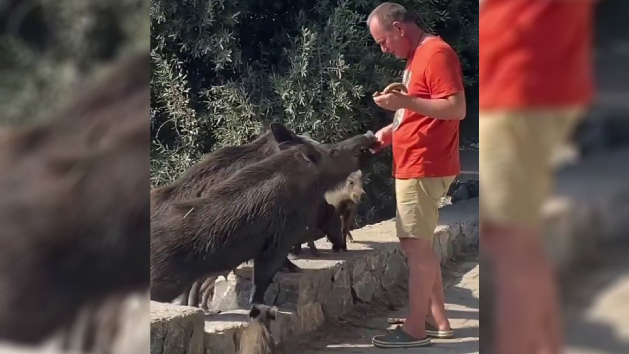 Güllük’e inen domuzları elleri ile besledi. Köpek olanları meraklı gözlerle izledi