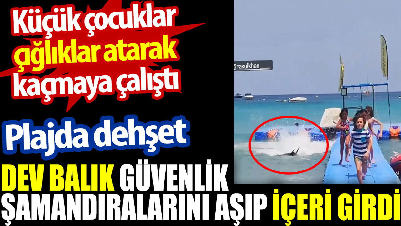 Plajda dehşet. Küçük çocuklar çığlıklar atarak kaçmaya çalıştı