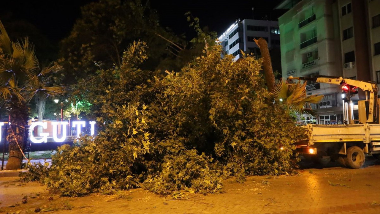Turgutlu'da fırtına ağacı devirdi