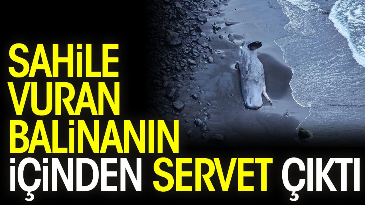 Sahile vuran balinanın içinden servet çıktı