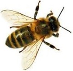 Arıların Gizemli Dünyası (Arı Biziz Bal Bizdedir) - Resim : 1