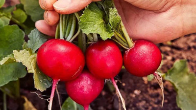 Kış mevsiminin sağlık dostu! Turp alırken bunlara dikkat edin