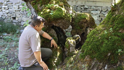 300 yıllık dut ağacında şaşkına çeviren görüntü! Erzurum’da herkes onu konuşuyor