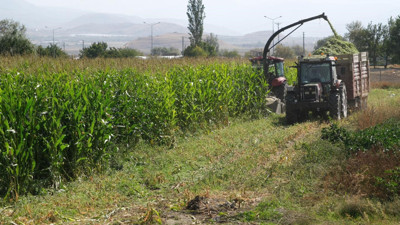 98 dönüm alana ekilen silajlık mısırların hasadı tamamlandı