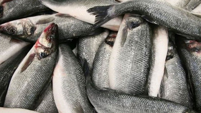 Bilim dünyası, vücut saatini ayarlayan balıkları açıkladı