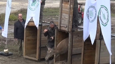 Bursa'da yetiştirilen 3 kızılgeyik doğaya salındı