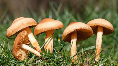 Sonbahar'da saldırı alarmı! Mantarlar böbrekleri sinsice vuruyor