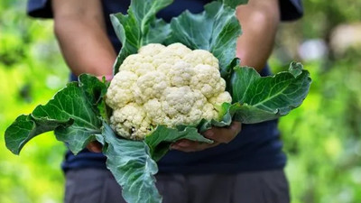 Kışın vazgeçilmezi! Karnabaharın bilinmeyen yönleri