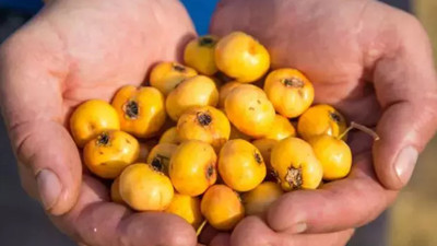 Hasat zamanı! Doğadan gelen şifa alıç