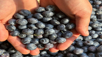 Tansiyonu dengeleyen mucize! Yaban Mersini