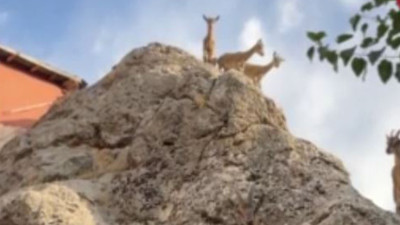 Tunceli'de dağ keçilerinin sevimli halleri gülümsetti