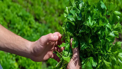 Doğanın şifa kaynağı! Her sofrada bulunması gerekir Maydanoz