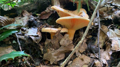 Mantar sezonu başladı: Uzmanlardan zehirlenme uyarısı!