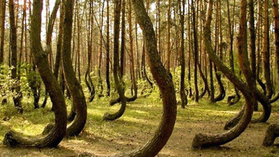 Bu da ormanların Bermuda Şeytan Üçgeni! Açıklanamayan tüyler ürperten olaylar