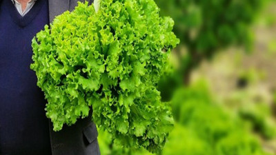 Marul alırken nelere dikkat edilmeli? Diyetlerin Vazgeçilmezi