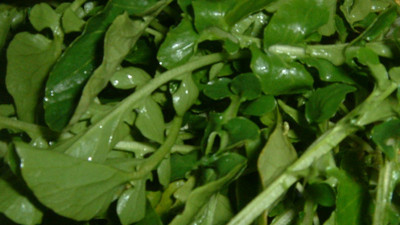 Ispanağı 10'a katlayan 'mucize' sebze! Kronik kastalıklara karşı 'Süper Güç'