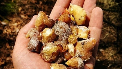 Mide rahatsızlıklarına karşı doğal destek! Cam Sakızı