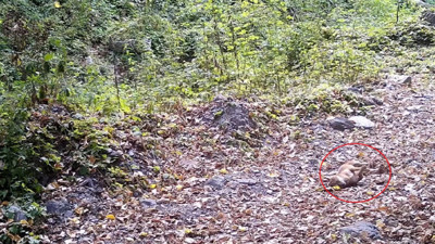 Çakalın yaprak keyfi kamerada