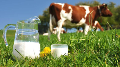 İnek sütü masumiyetini kaybetti! Bilim dünyasında şok iddialar