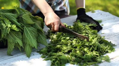 Isırgan otunun bilinmeyen yönleri