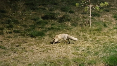Aç kalan tilki yerleşim yerine indi