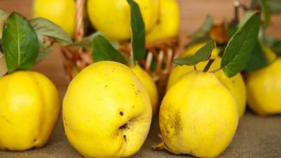 Ayva nedir ve nasıl tüketilmelidir