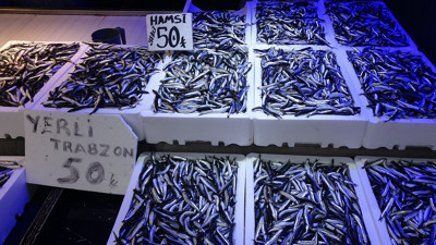 Karadeniz hamsiye doydu