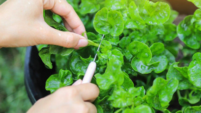 Suda mı Güneşte mi? Su Teresinin gerçek gücü