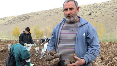 Ağrı'da mor patatesin hasadı başladı