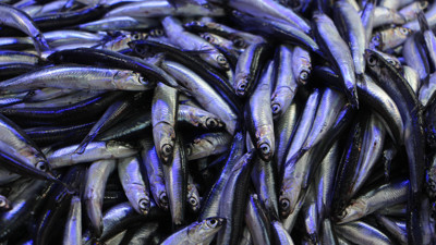 Balık tezgahları hamsi ile taştı