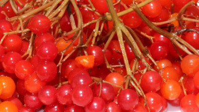 Kızıl meyvenin bilinmeyen gizemi! Avrupa bilim dünyası sarsıcı verileri açıkladı