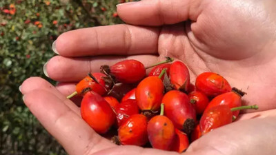 Kuşburnunun bilinmeyen faydaları ve zararları