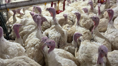 Bolu'da ‘kuş gribi’ uyarısı