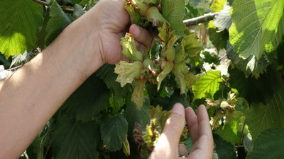 Fındıkta düşük rekolteye rağmen hedef rekor ihracat